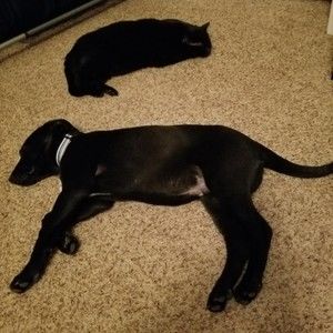 Meet your Posher, Laynie